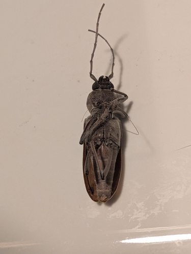 Hesperophanes sericeus