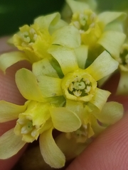 Ribes americanum