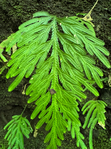 Selaginella flabellata