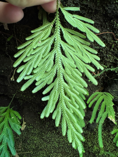 Selaginella flabellata, photograph 2
