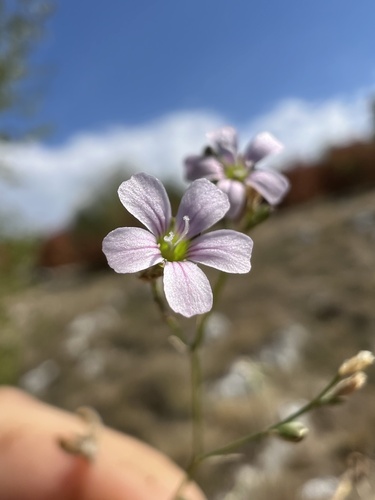 Tunicflower
