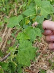Ribes americanum