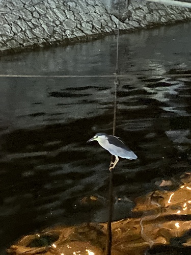 Black-crowned Night Heron