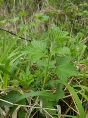 Ribes americanum
