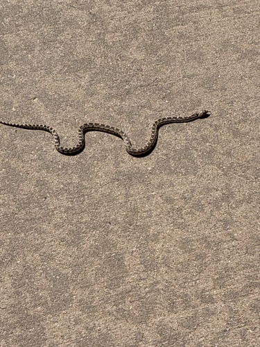 Great Basin Gopher Snake