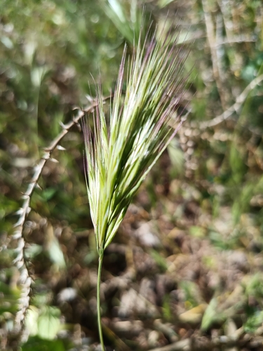 Bromus rubens, photograph 3