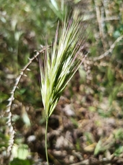 Bromus rubens, photograph (c) Carl Ramirez, some rights reserved (CC BY)