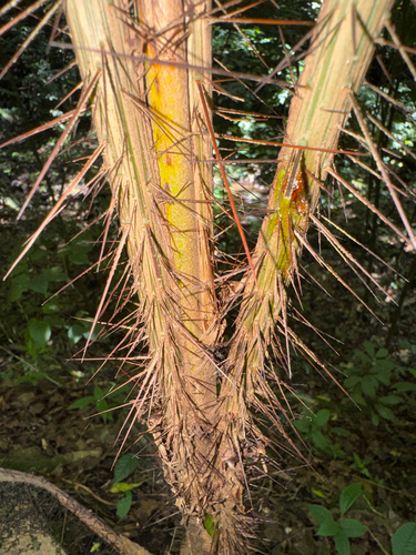 Aiphanes minima, photograph 2