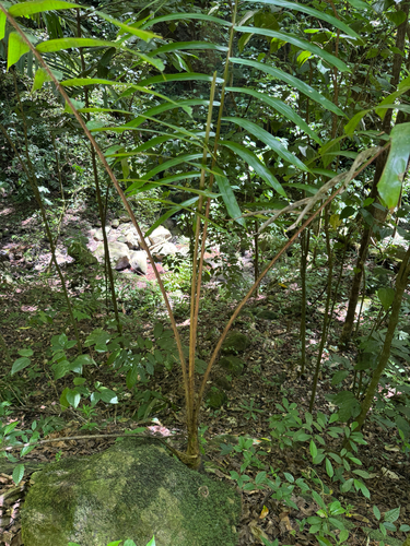 Aiphanes minima, photograph 3