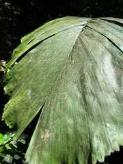 Aiphanes minima