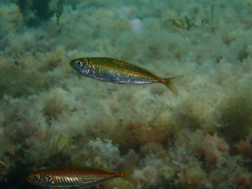 Decapterus observed 2026-09-19