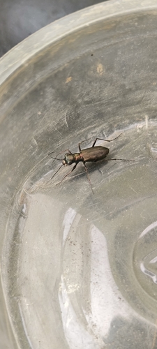 Cliff Tiger Beetle