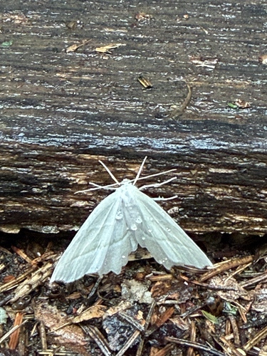 Pale Beauty