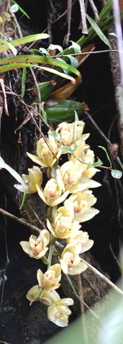 Acineta cryptodonta, photograph 1