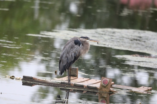 Great Blue Heron