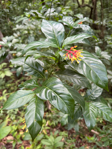 Palicourea croceoides