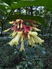 Palicourea croceoides, photograph (c) Matteo Bellucci, some rights reserved (CC BY)
