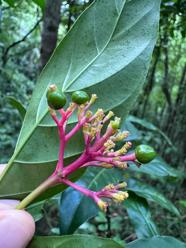 Palicourea croceoides, photograph 3