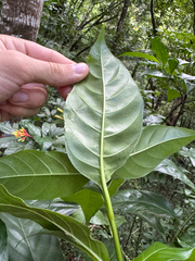 Palicourea croceoides, photograph (c) Matteo Bellucci, some rights reserved (CC BY)