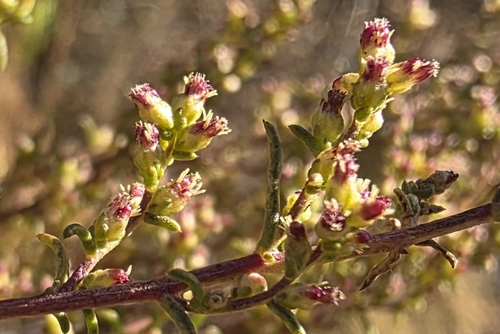 Artemisia campestris glutinosa