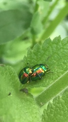 Chrysolina fastuosa