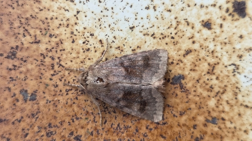Bronzed Cutworm Moth