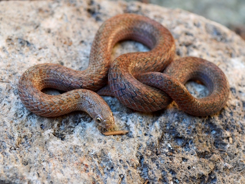Two-lined Mexican Earth Snake