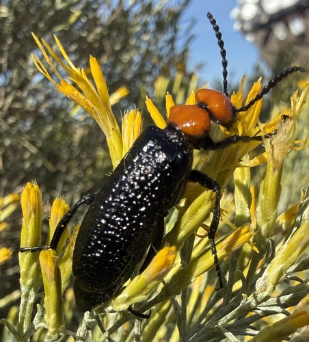 Lytta, 2026-09-19