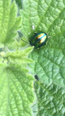 Chrysolina fastuosa