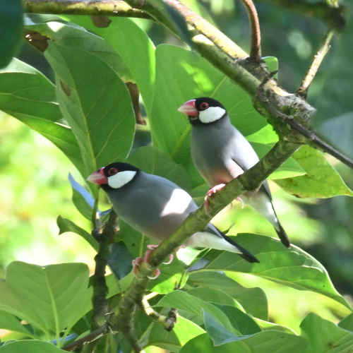 Java Sparrow