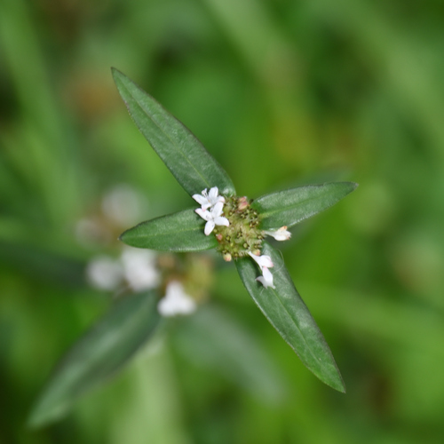 Spermacoce remota observed 2026-09-14