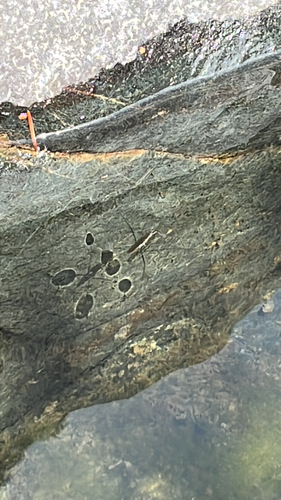 North American Common Water Strider