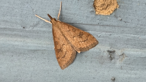 Celery Leaftier Moth