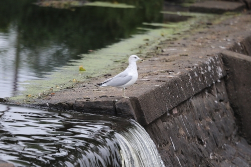 Ring-billed Gull