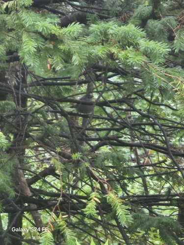 Gray Catbird