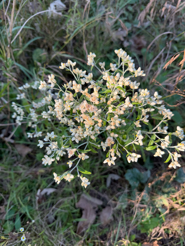 sweet everlasting