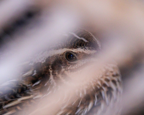 Common Quail