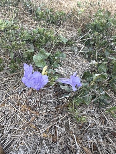 common wild petunia