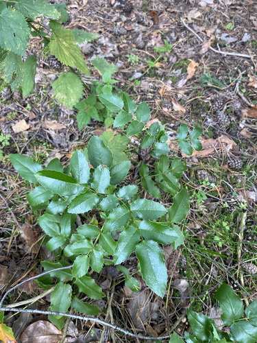 Oregon grape