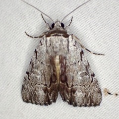 Catocala gracilis