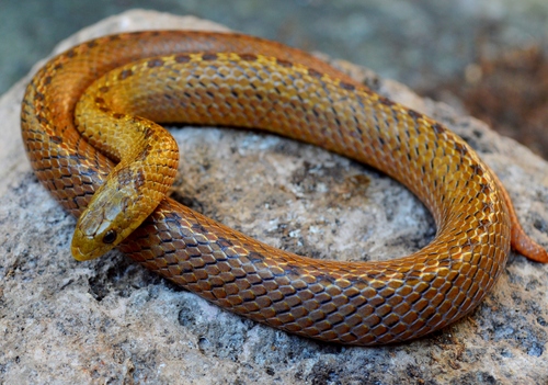 Largenose Earth Snake