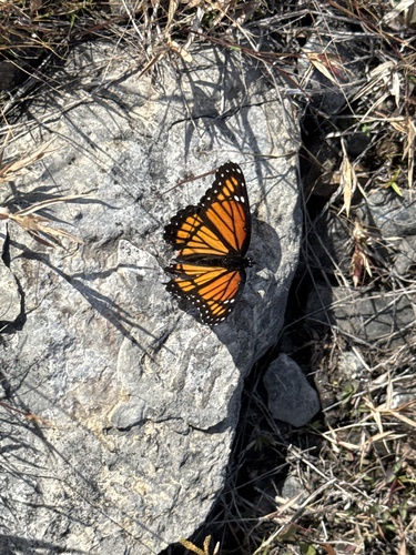 Viceroy