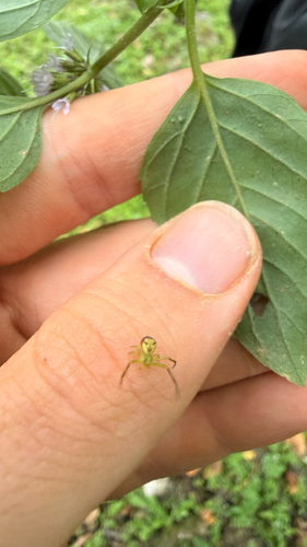 Triangle Crab Spider