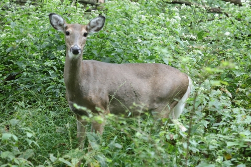 White-tailed Deer