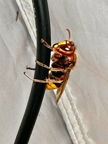 European Hornet