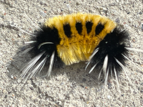 Spotted Tussock Moth