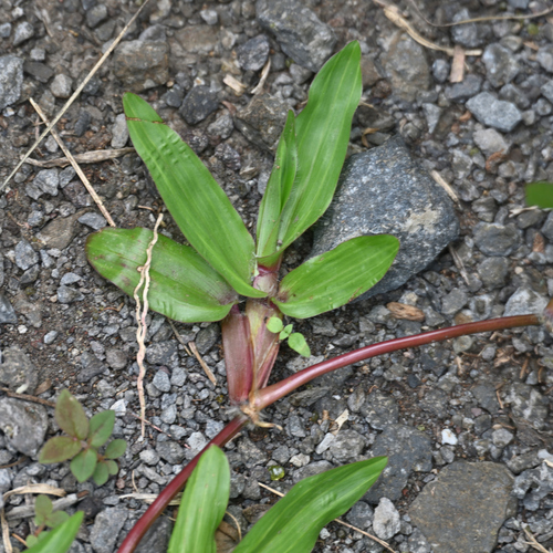 Axonopus compressus observed 2026-09-14