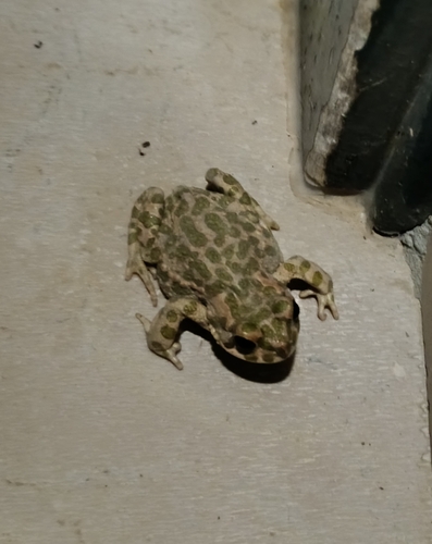 Green Toad