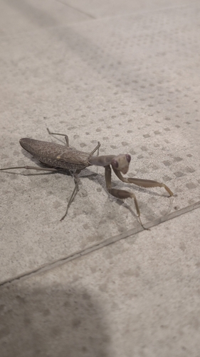 Transcaucasian Giant Mantis