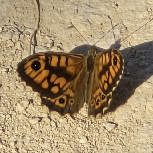 Wall Brown